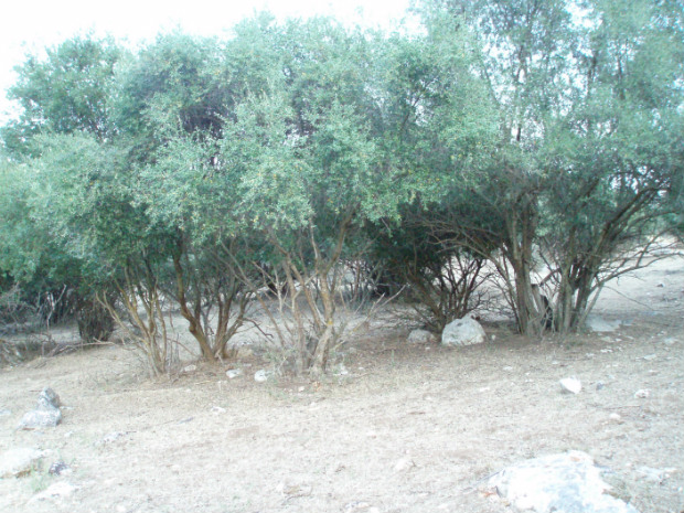 macchia mediterranea ad olivastro 