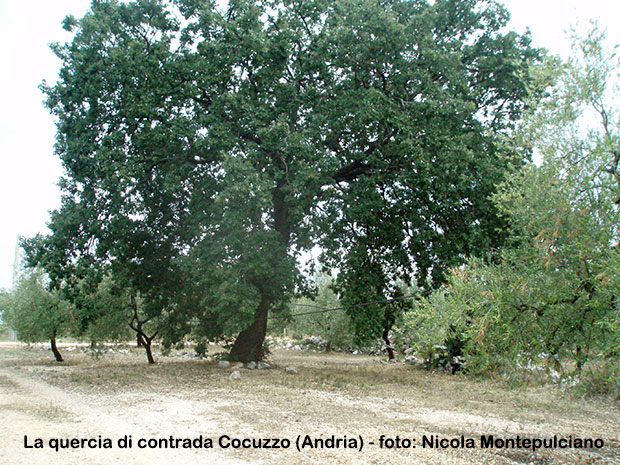 La-quercia-di-contrada-Cocuzzo-Andria