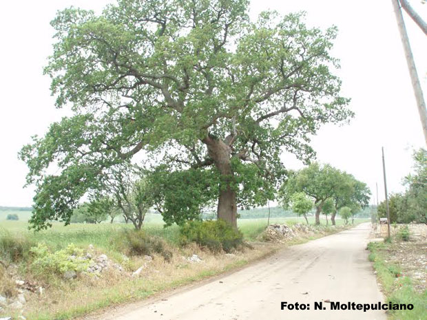 montepulciano-quercia1