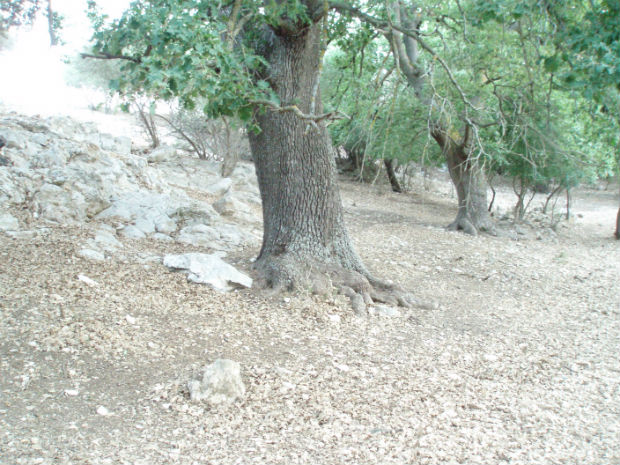 Quercia secolare in ambiente tipicamente murgiano (masseria ducale Troianelli) 