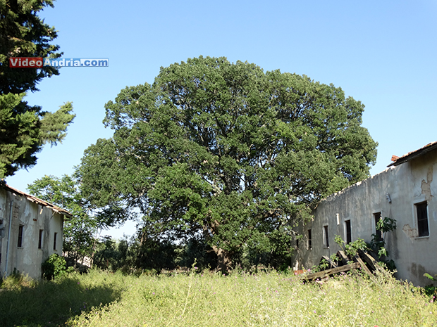 quercia-secolare-in-contrada-troianelli-ad-Andria