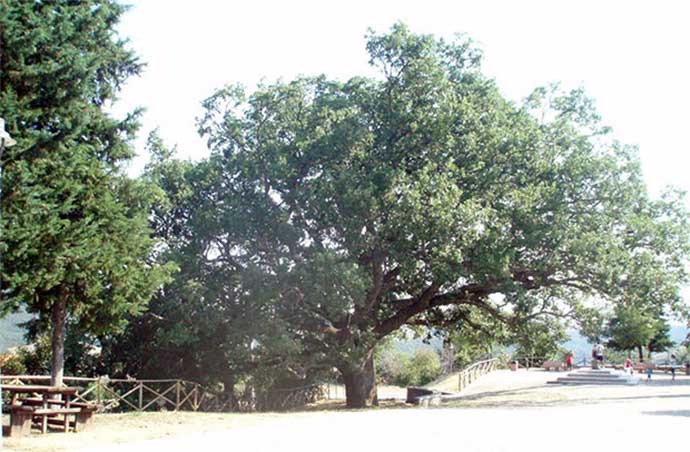 quercia-troianelli