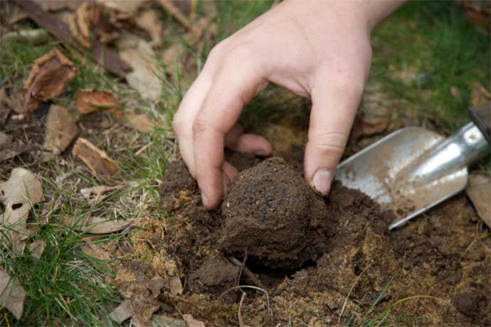 raccolta-tartufo