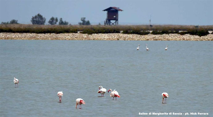 saline-di-magherita-di-savoia