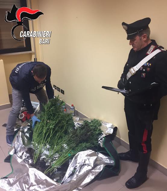 marijuana-a-corato