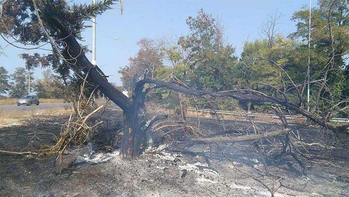 albero-distrutto-incendio-andria-castel-del-monte-direzione-canosa-di-puglia-