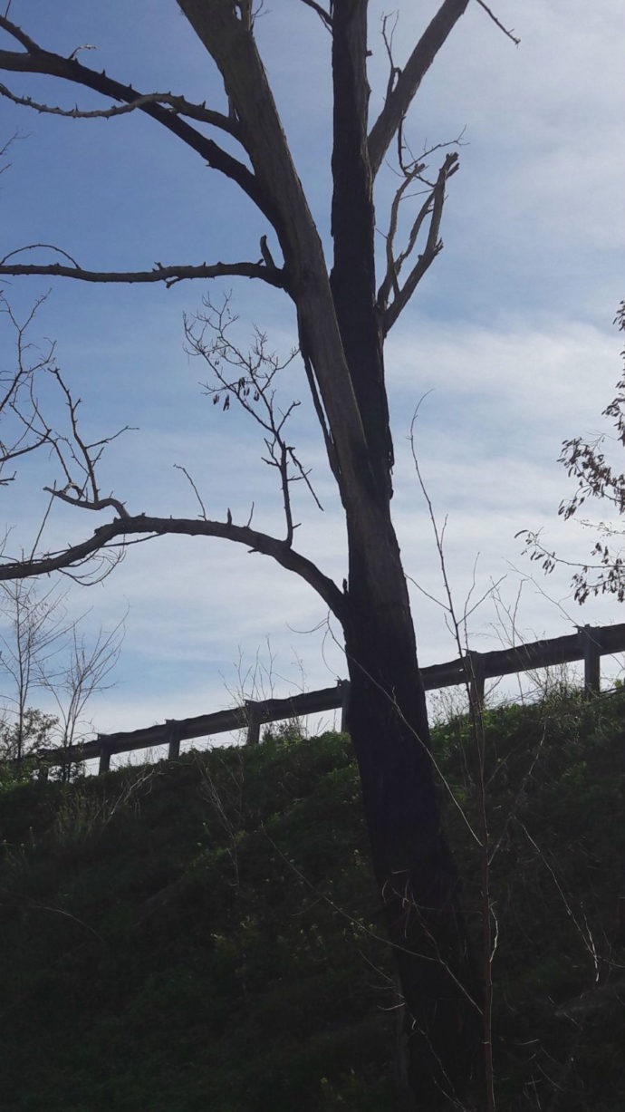 alberi pericolanti andria sp231 ex strada statale 98 contrada coppe