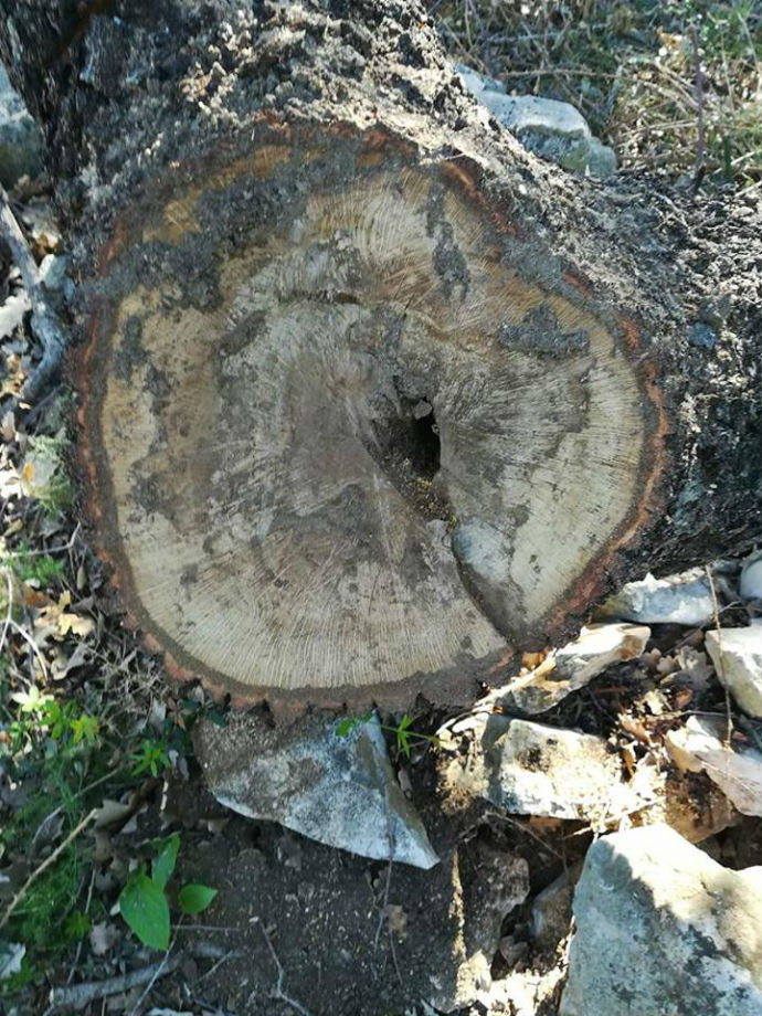 albero di quercia tagliato 1