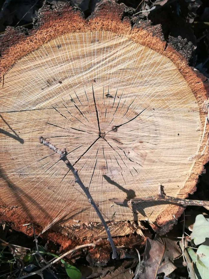 albero di quercia tagliato 3