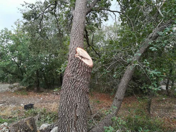 albero di quercia tagliato 5