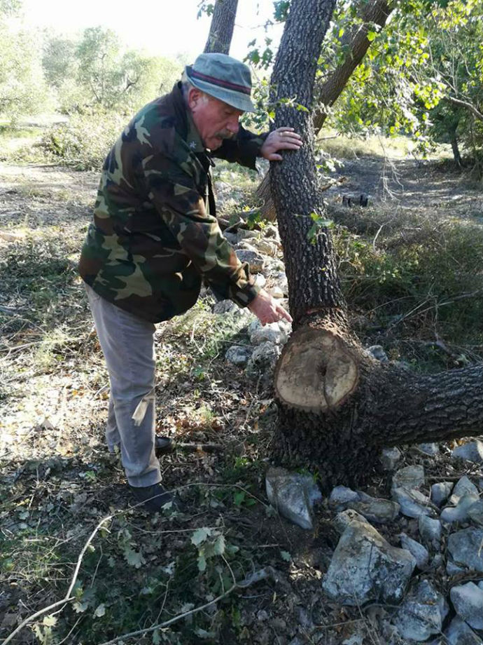 albero di quercia tagliato andria professor francesco martiradonna