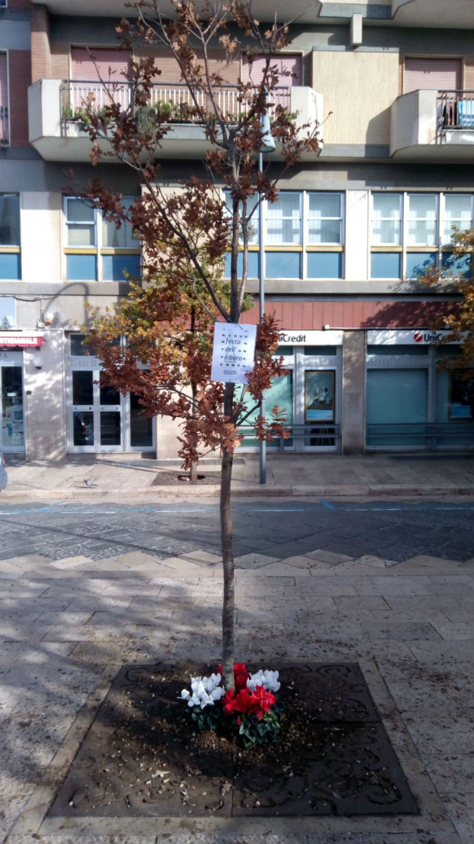 albero piazza catuma