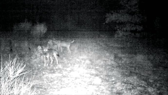 6 lupi nel Parco dei ladri