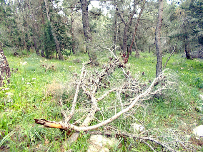pineta danneggiata castel del monte andria puglia