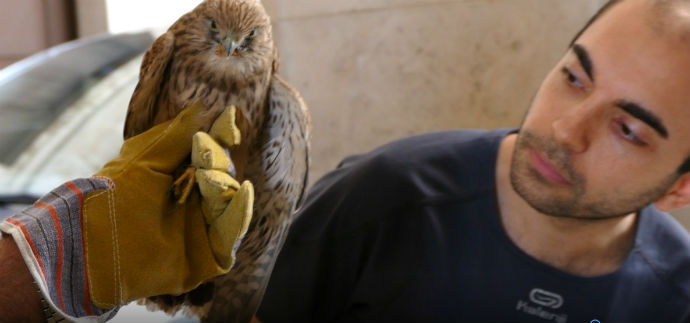 falco palazzo ducale andria