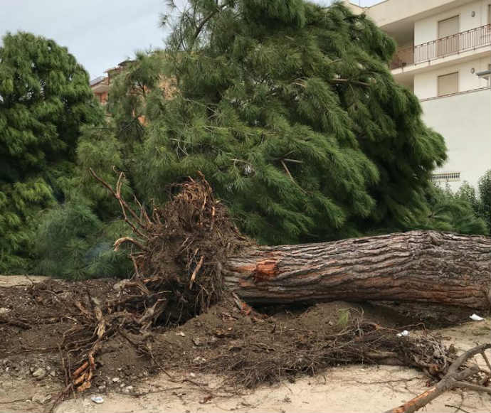 alberi abbattuti andria via bisceglie