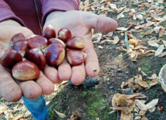 Castagne, in Puglia raccolta crollata del 90%: è una delle peggiori annate per il simbolo dell’autunno