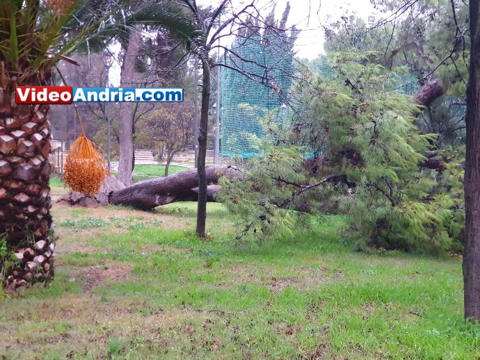 albero caduto villa comunale andria