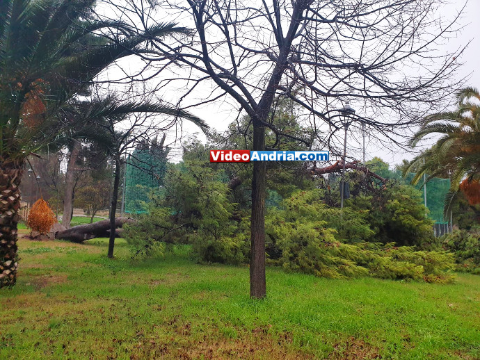 grande albero villa comunale