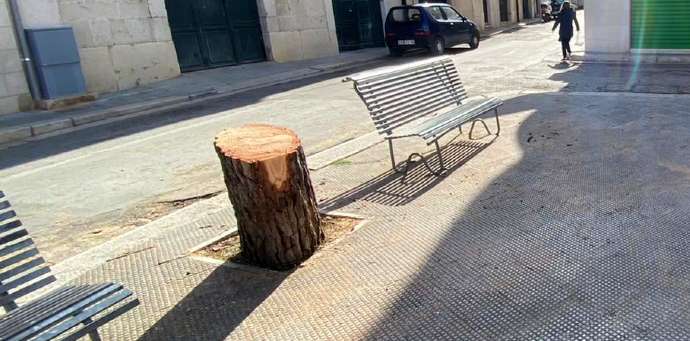 alberi abbattuti piazza sorelle agazzi Andria