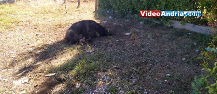 cinghiale morto alta murgia andria