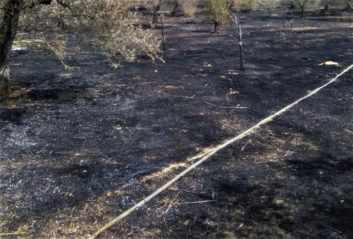 Incendio ad Andria, in fumo 1000 alberi di ciliegie, prugne e olivi 2