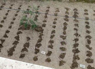 In una scuola della Bat gli studenti imparano a lavorare la terra. Accade al Cpia Bat di San Ferdinando di Puglia